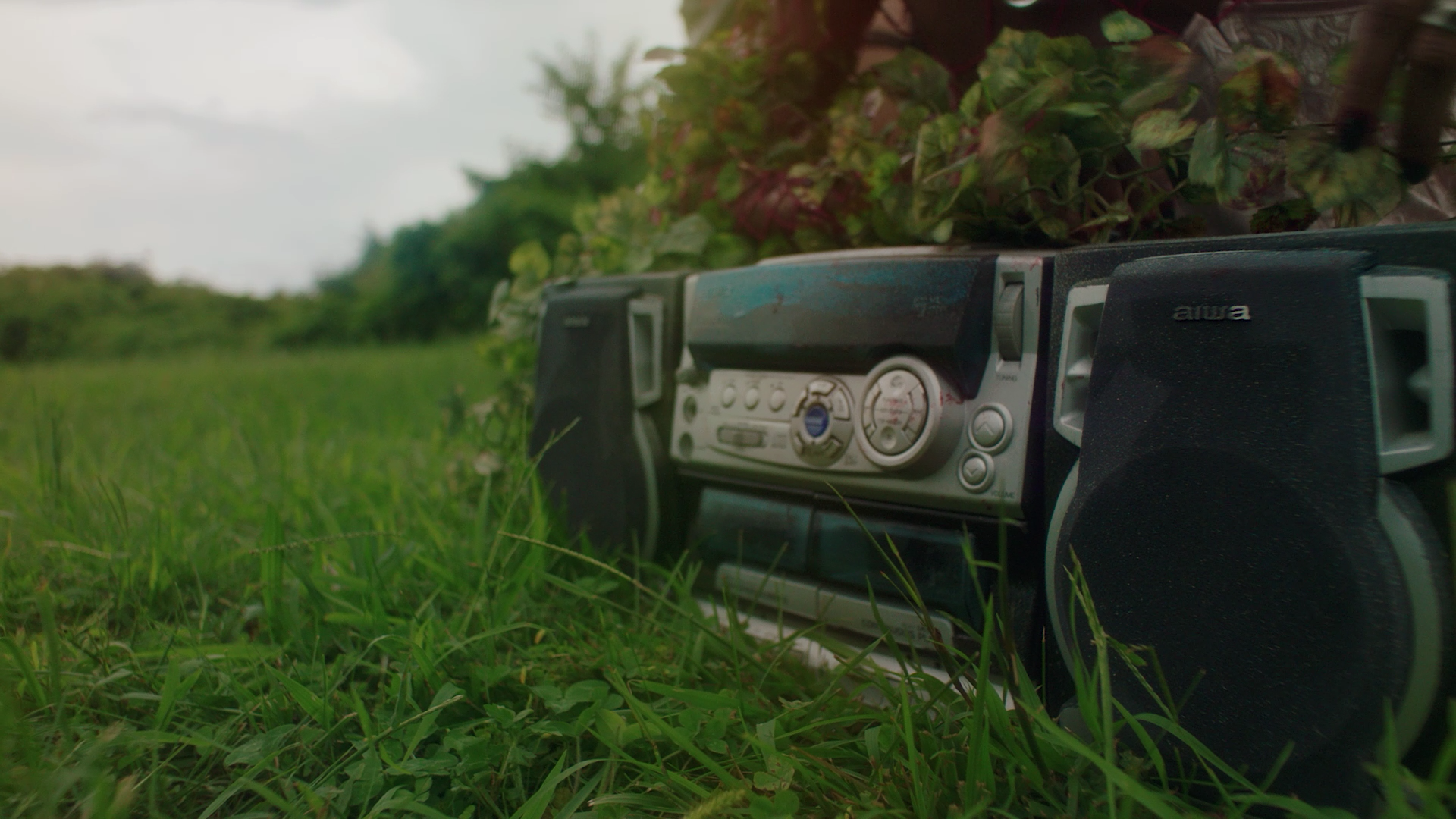 One Magenta Afternoon still 5